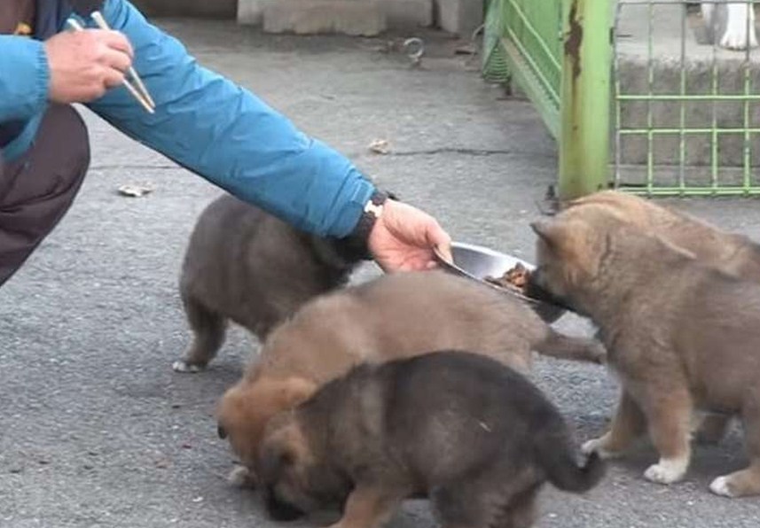 кошка привела котят. щенок просит еду. собака стоит. алиментный щенок. бродячие собаки.