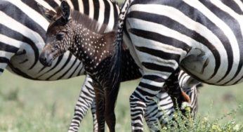 „Budete muset radikálně revidovat svou myšlenku na zebry“ : Toto není obvyklá zebra, kterou jste viděli