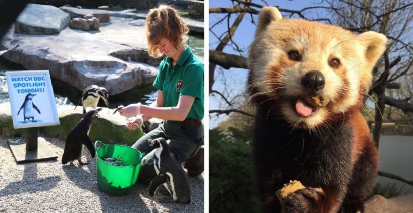 „Nyní žijeme mezi 1200 domácími mazlíčky“: Zaměstnanci zoo se rozhodli izolovat v práci