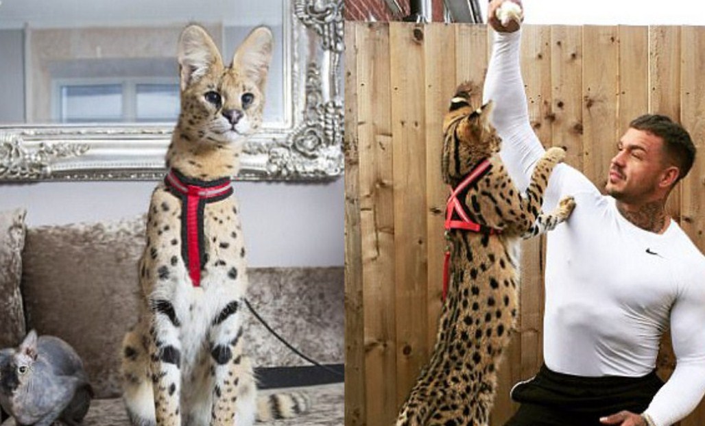 Кот Ашер Фото