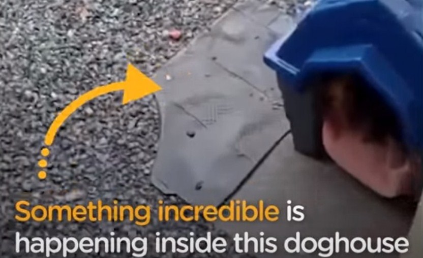 Muž postavil boudu pro neznámého psa: O několik dní 
