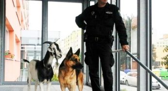Netradiční dvojice upoutala pozornost lidí: Kozel se psem šli do Kladna na vandr