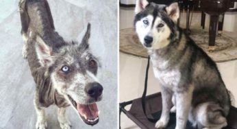 17 fotek psů před a po útulku, které vás dotknou do hloubi duše