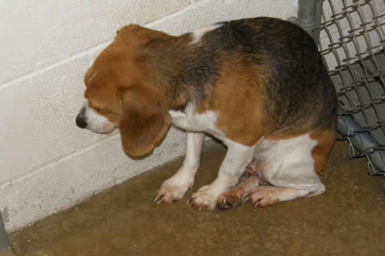 Собака не ест трясется. Собака ничего не ест и трясётся. Собака не ест трясется. Миска с кормом для собак. Левретка маленькая.