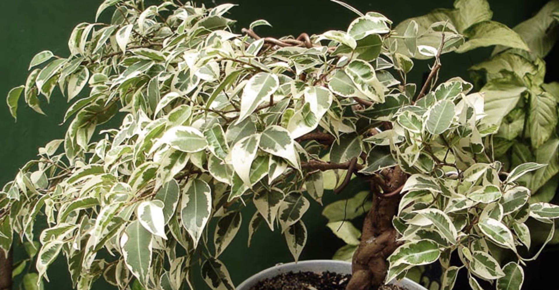 Фикус с закрученными листьями название и фото