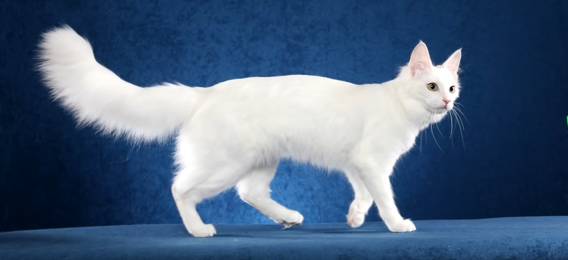 Nejkrásnější Kočka Na Světě Chytrá A Věrná Jako Pes Zivot 9958