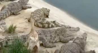 Kachna si vyšla na procházku mezi hladové krokodýly: Zázračně přežila, aniž by ztratila jediné pírko