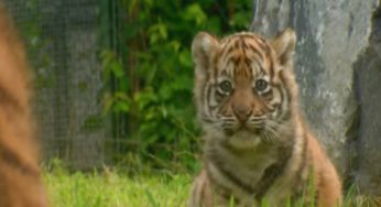 V zoologické zahradě se zotavují z koronaviru dva tygři: Zatím ale není jasné, jak se nakazili