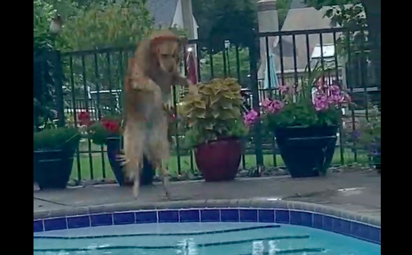 Retrívr se lekl žáby, reakce psa byla fascinující: video rozesmálo ...