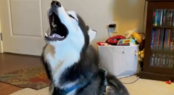 Husky a známý zpěvák zpívali společně: video ohromilo lidí na internetu