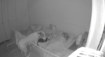 Pejsek hlídá spánek své rodiny, zatímco oni spí: video dojalo spoustu lidi na internetu